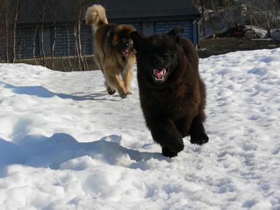 nico og casper